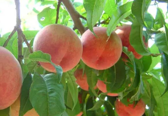 蒙阴蜜桃:临沂市蒙阴县特产蜜桃,国家地理标志产品蜜桃,产地宝