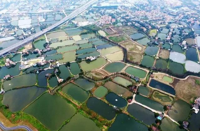 均安草鲩:佛山顺德区农特产均安草鲩鱼,产地网销农产品,产地宝