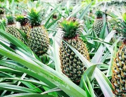 陆河上护菠萝:汕尾市陆河县农特产上护菠萝,产地宝
