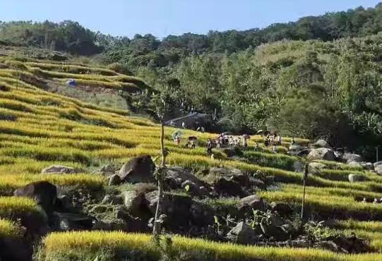 陆河上护镇洋岭村大米萝卜 大蒜 青菜:汕尾陆河县农特产,产地宝