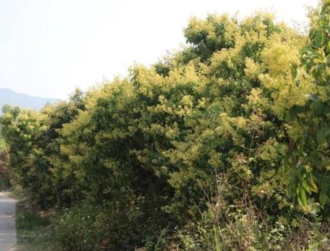 陂洋荔枝:汕尾市陆丰市农特产陂洋荔枝,产地宝