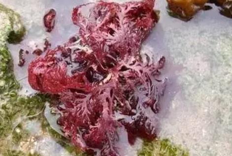 南澳岛海石花:汕头南澳县特产美食海石花,产地食品海石花,产地宝