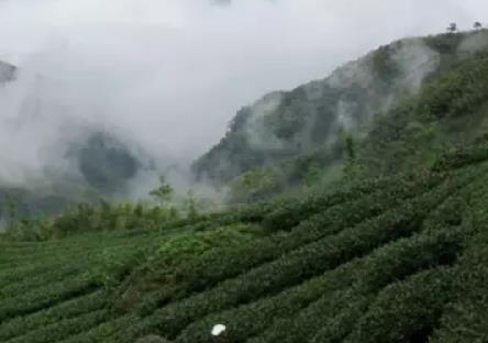 英德岩背高山云雾茶:清远英德黄花镇农特产高山云雾茶,产地宝