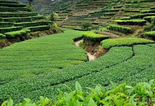 大洋炒茶:揭阳揭西县农特产大洋炒茶,产地农产品炒茶茶叶,产地宝