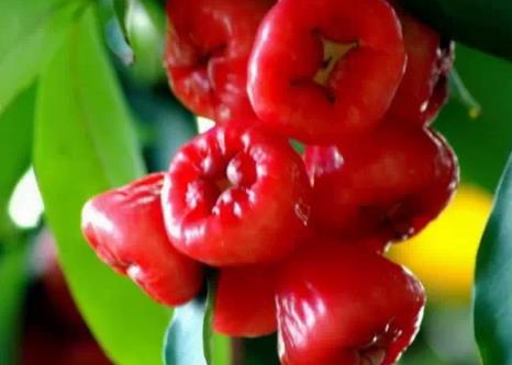 饶平无花果:潮州市饶平县农产品特产无花果-香雾水果,产地宝