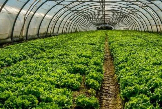 登封卢店大棚蔬菜:郑州市登封农特产卢店大棚蔬菜,产地宝