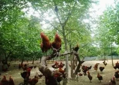 嵩县爬树鸡:洛阳市嵩县农特产爬树鸡,产地农产品爬树鸡,产地宝