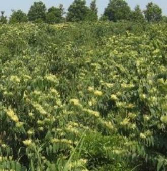 原阳金银花:新乡原阳县太平镇梁寨村特产金银花,产地中药材,产地宝