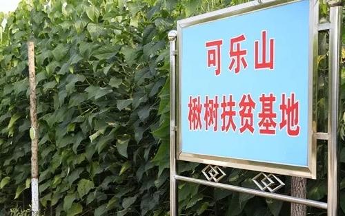 安阳市林州河顺镇特产农产品楸树菊花 黑猪 辣椒 红薯,产地宝