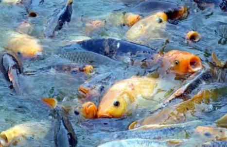 淮阳龙湖鲤鱼:周口市淮阳特产龙湖鲤鱼,水产品龙门鲤鱼,产地宝