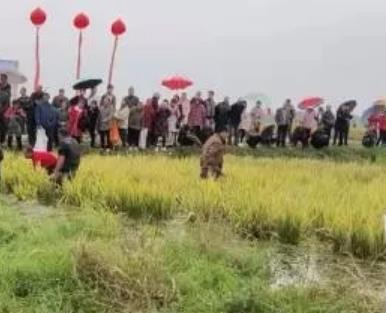 驻马店新蔡县顿岗乡特产大米,产地农产品顿岗大米,产地宝