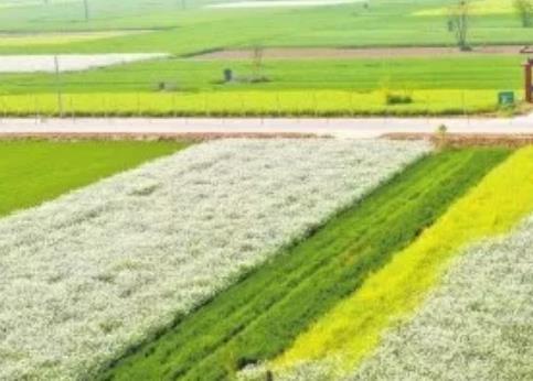 新蔡宋岗杜湾村大葱 萝卜黄心菜:驻马店新蔡县特产蔬菜菜,产地宝