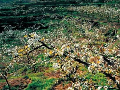 桐庐钟山蜜梨:杭州桐庐县钟山特产蜜梨,产地农产品水果,产地宝