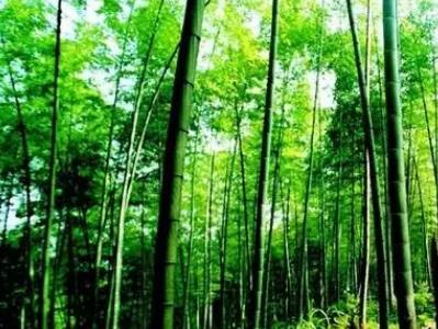 中泰竹笛:杭州市余杭区中泰街道特产竹笛,产地农产品苦竹,产地宝