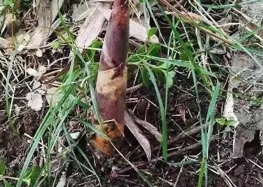 瓶窑笋干:杭州市余杭区瓶窑镇特产笋干,产地农产品年货,产地宝
