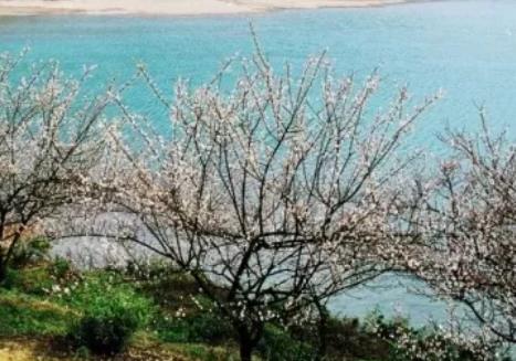 萧山进化吉山梅花:杭州萧山进化吉山特产梅花,产地梅花,产地宝