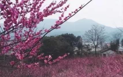 萧山进化吉山梅花:杭州萧山进化吉山特产梅花,产地梅花,产地宝