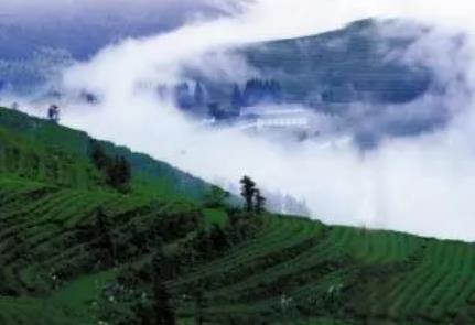 天台山云雾茶:台州市天台县特产天台山云雾茶,产地茶叶,产地宝