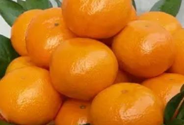 天台蜜桔:台州市天台县特产水果蜜桔,产地农产品蜜桔,产地宝
