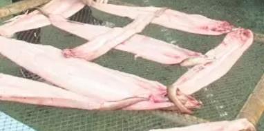 松门白鲞:台州市温岭特产松门白鲞,产地海产品鱼干,产地宝