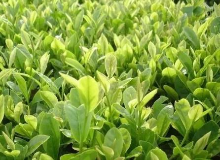 临海蟠毫茶:台州市临海特产蟠毫茶,产地农产品蟠毫茶叶,产地宝