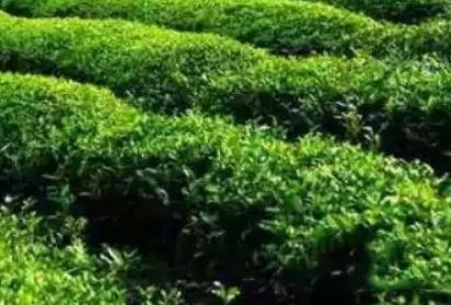 临海蟠毫茶:台州市临海特产蟠毫茶,产地农产品蟠毫茶叶,产地宝