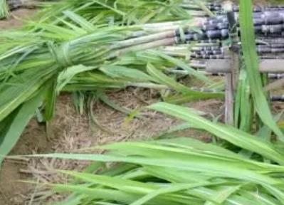 凤卧甘蔗:温州平阳县凤卧镇特产甘蔗,产地农产品甘蔗,产地宝
