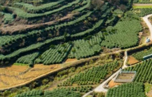 乌牛早茶:温州永嘉乌牛镇特产乌牛早茶,产地农产品茶叶,产地宝