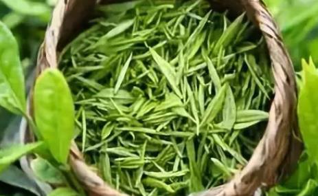 雁荡毛峰:温州乐清特产雁荡毛峰,国家地理标志产品茶叶,产地宝