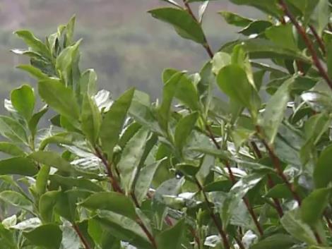 瑞安清明早茶:温州瑞安特产清明早茶,国家地理标志产品茶叶,产地宝