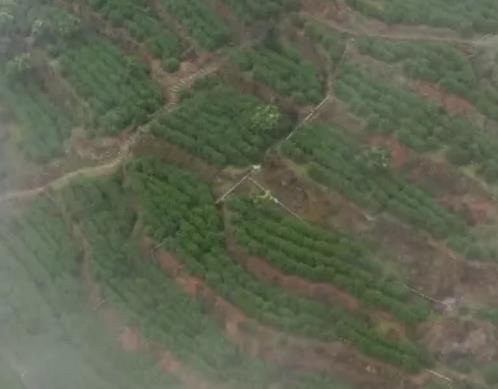 瑞安清明早茶:温州瑞安特产清明早茶,国家地理标志产品茶叶,产地宝
