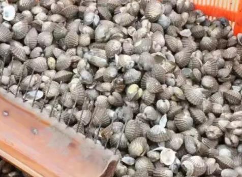乐清泥蚶:温州乐清特产泥蚶,中国泥蚶之乡乐清泥蚶,产地宝