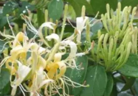 陡门金银花:温州市永嘉县特产陡门金银花,产地中药材,产地宝