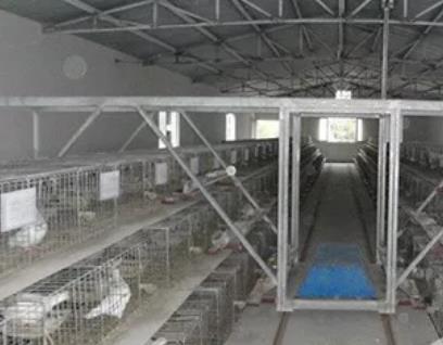平阳鸽蛋:温州平阳县特产鸽蛋,国家地理标志产品鸽蛋,产地宝