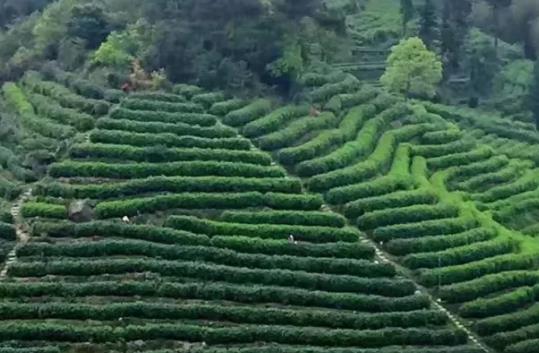 黄汤茶:温州市平阳县特产黄汤茶,地理标志产品黄汤茶,产地宝