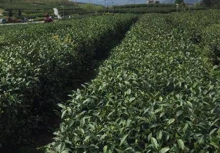 泰顺三杯香:温州泰顺特产三杯香,国家地理标志产品茶叶,产地宝