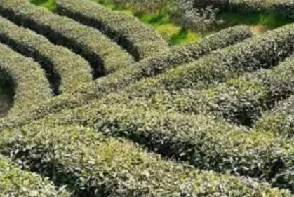 苍南翠龙茶:温州苍南县特产翠龙茶,国家地理标志产品茶叶,产地宝