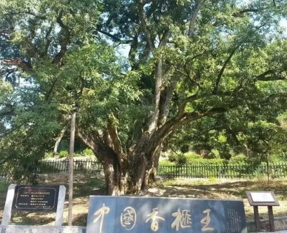 嵊州香榧:绍兴市嵊州特产香榧,中国香榧之乡嵊州香榧,产地宝