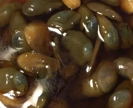 上虞泥螺:绍兴上虞特色海鲜美食泥螺,产地食品泥螺,产地宝