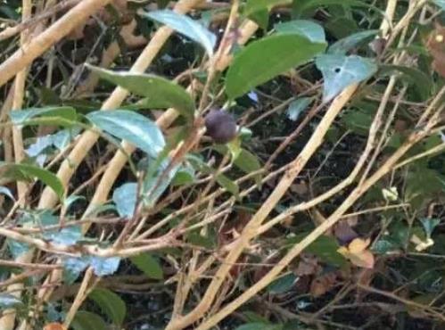 上虞茶叶:绍兴市上虞区特产茶叶,产地农产品茶叶,产地宝