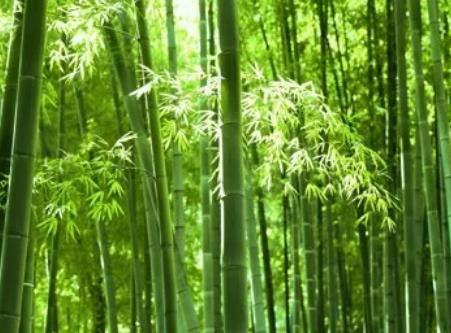 雨花台竹笋:南京雨花台区特产竹笋,产地农产品竹笋,产地宝