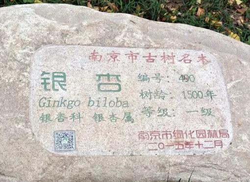 浦口惠济白果:南京市浦口区汤泉镇特产惠济寺银杏白果,产地宝