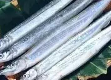 江阴刀鱼毛鲚:无锡市江阴特产刀鱼毛鲚,产地水产品刀鱼,产地宝