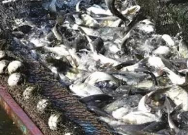 谢埭荡鲫鱼:无锡锡山厚桥特产谢埭荡鲫鱼,产地水产品鲫鱼,产地宝