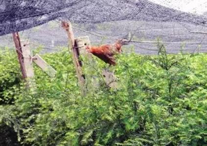 红豆杉鸡:无锡锡山东港镇山联村特产山前红豆杉鸡,产地宝