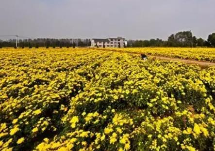 山联村黄金贡菊:无锡锡山东港镇山联村特产黄金贡菊花,产地宝