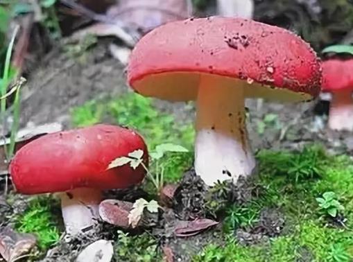 惠山猪血蕈:无锡惠山区特产猪血蕈,产地野生蕈,产地宝