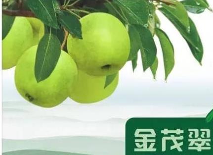 江阴金茂脆梨:无锡江阴特色农产品金茂脆梨,产地水果脆梨,产地宝