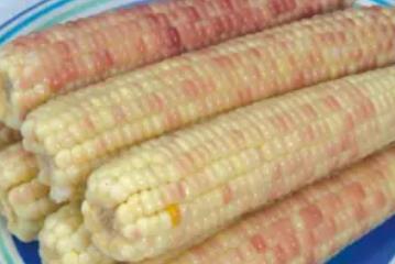 启东玉米:南通启东特色农产品玉米,产地农产品甜玉米,产地宝
