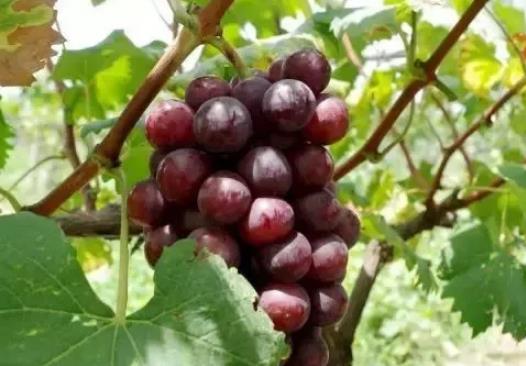 夏黑葡萄:常州市天宁区焦溪特产夏黑葡萄,产地农产品水果,产地宝